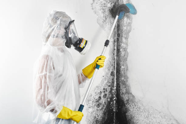 Best Commercial Mold Inspection  in Denver, CO