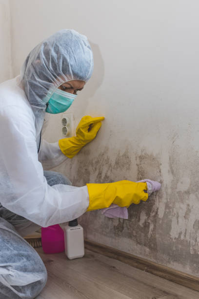 Forensic Mold Investigation in Denver, CO