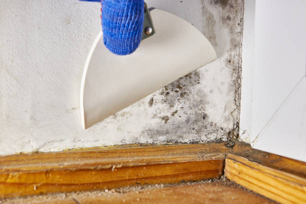 Best Water Damage & Mold Remediation  in Denver, CO